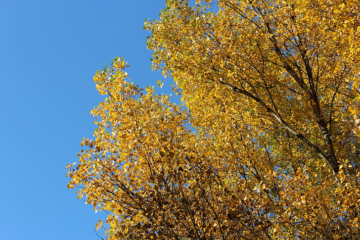 дерева сверху, Осень, небо, желтый, Природа, дерево, лист