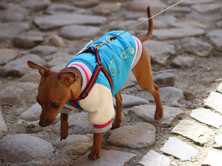 con chó, Quần áo, thời trang, Quần áo, Chihuahua