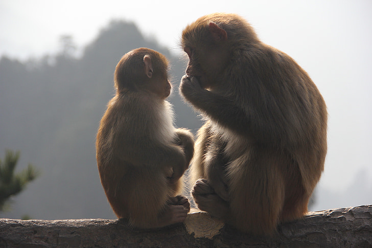 małpa, Zhangjiajie, zwierząt