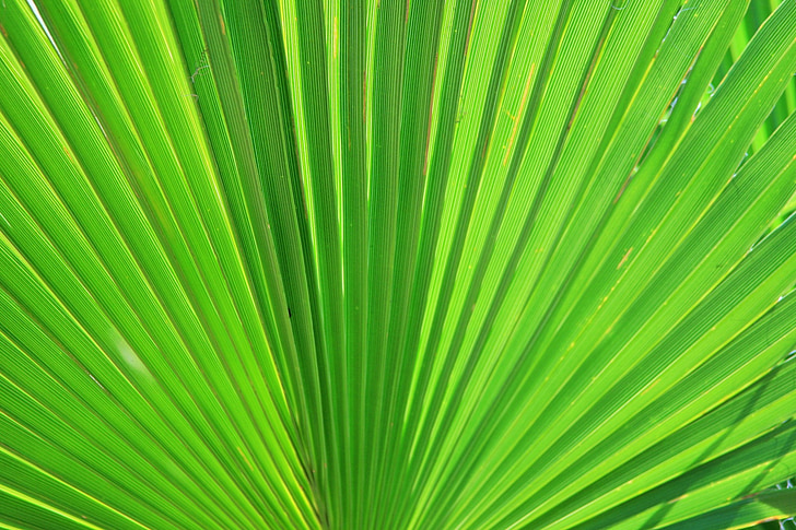 Palma, fulla, fan, verd, floral, flora, radial