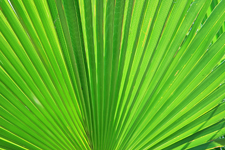 Palm, Blatt, Ventilator, Grün, Floral, Flora, radiale