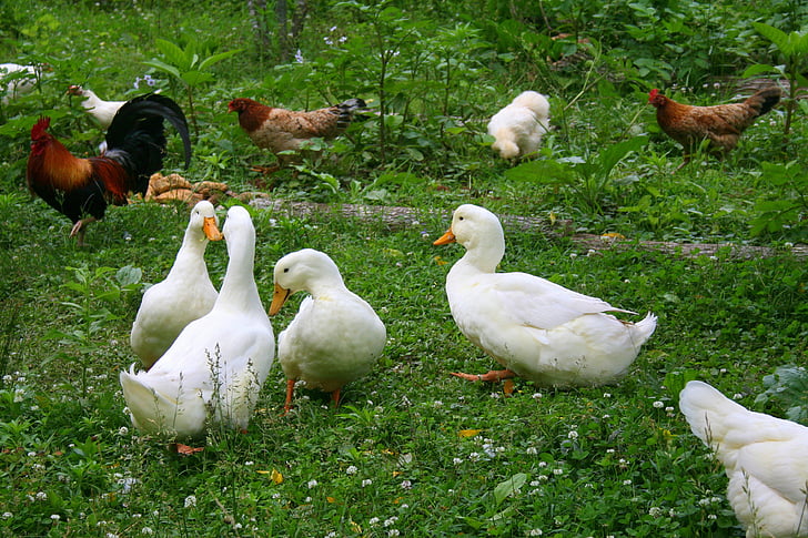 ducks, chickens, birds, farm, animals, rural, country