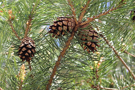 pine cones, spring, conifer