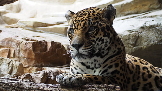 jaguar, cat, animal, big, carnivore, feline, hunter