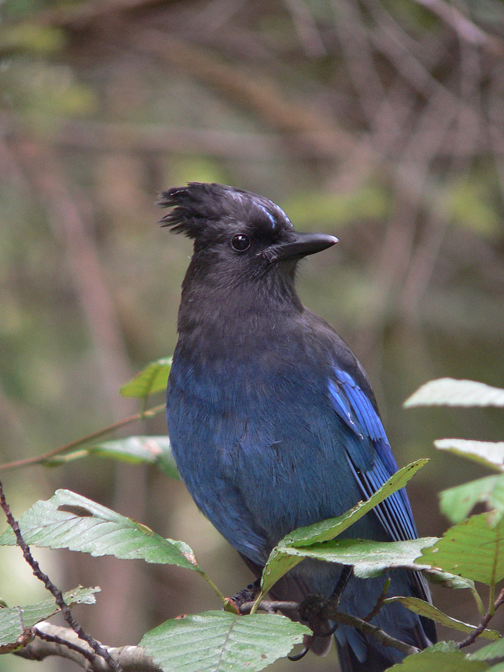pták, Blue jay, Kanada, Cyanocitta hřebenitá