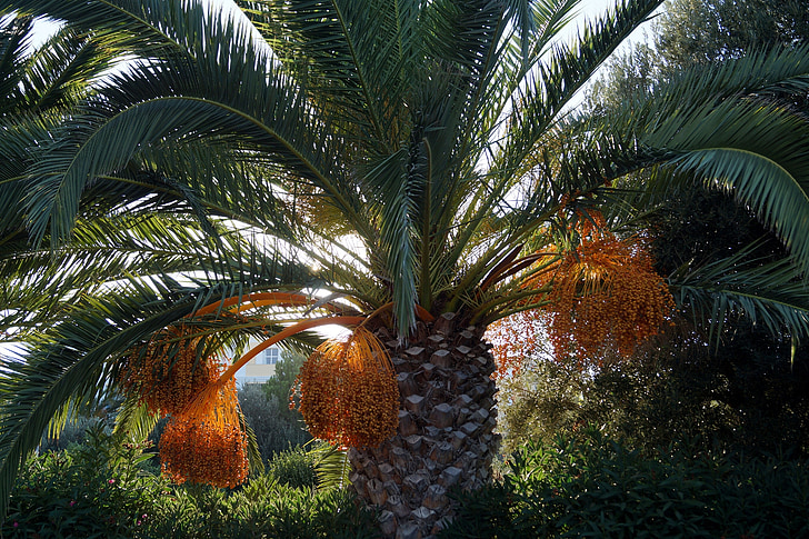 Palma, fechas de, datlová palma, verano, Mediterráneo