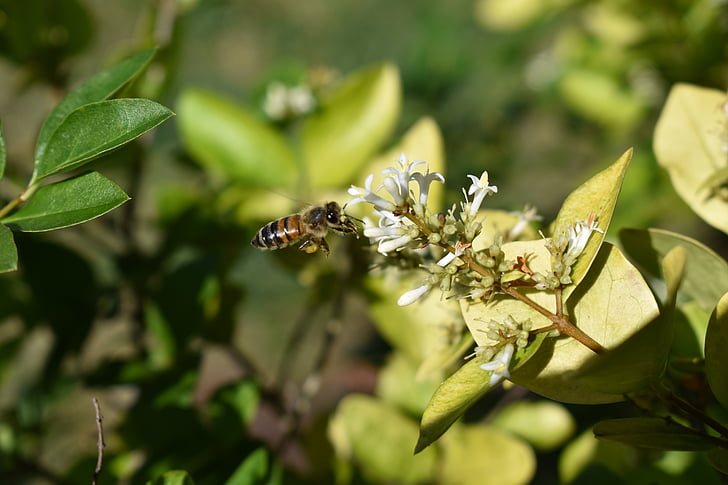 honeysuckle, bee, pollen, honeybee