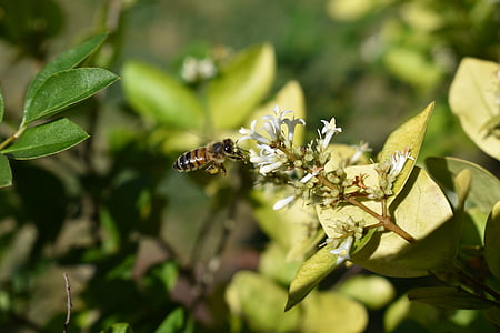 kaprifol, Bee, pollen, honungsbinas