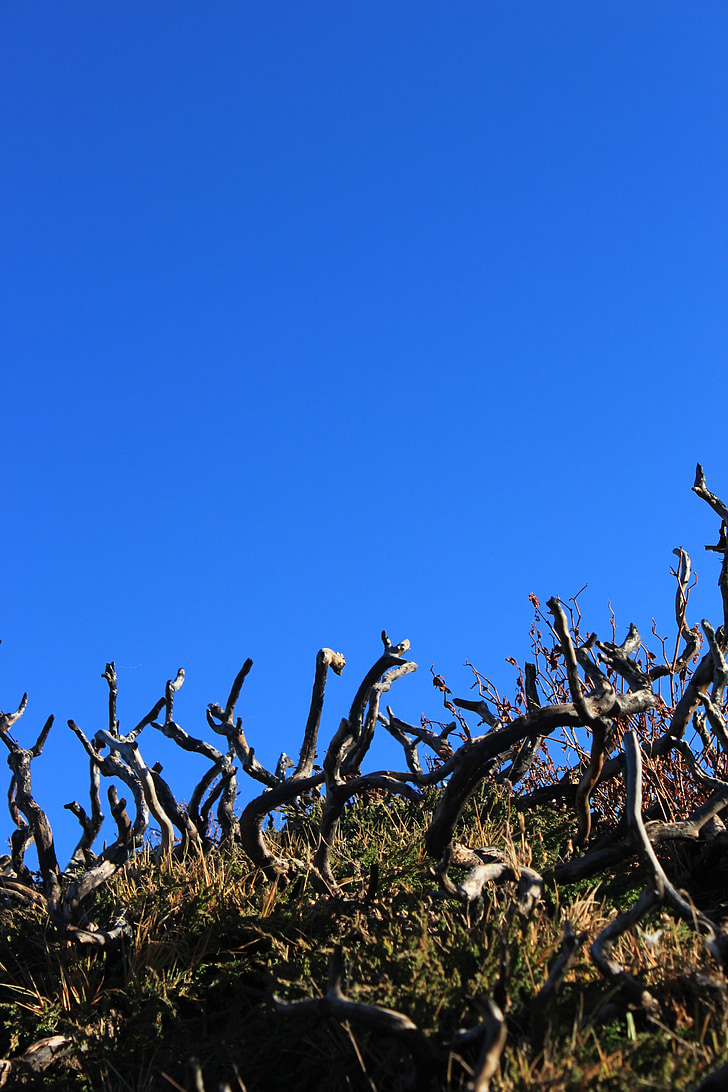 fusta morta, arbre nan, cel blau, sec, verd, cel, turó