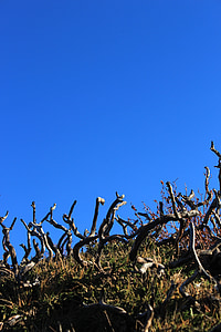 deadwood, dwarf tree, blue sky, dry, green, sky, hill