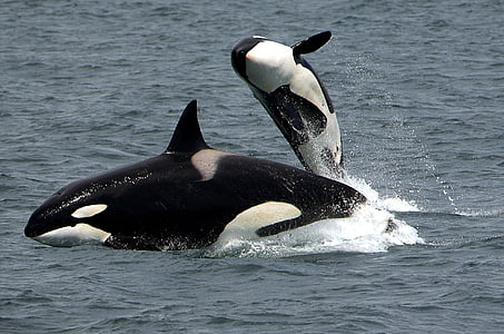 killer whales, orcas, breaching, jumping, nature, predator, ocean