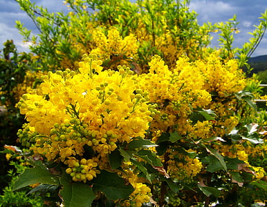 mahonia zieds, dzeltena puķe, Pavasaris, daba, dzeltena, puķe, vasaras