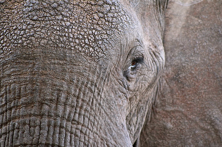 elephant, animal, wildlife, close, close up, eyes, trunk