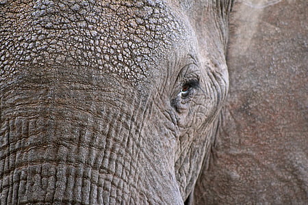 elefante, animal, vida selvagem, fechar, close-up, olhos, porta-malas