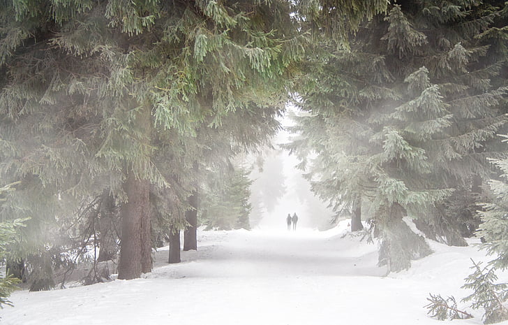forest, human, fog, winter, hiking, snow, cold