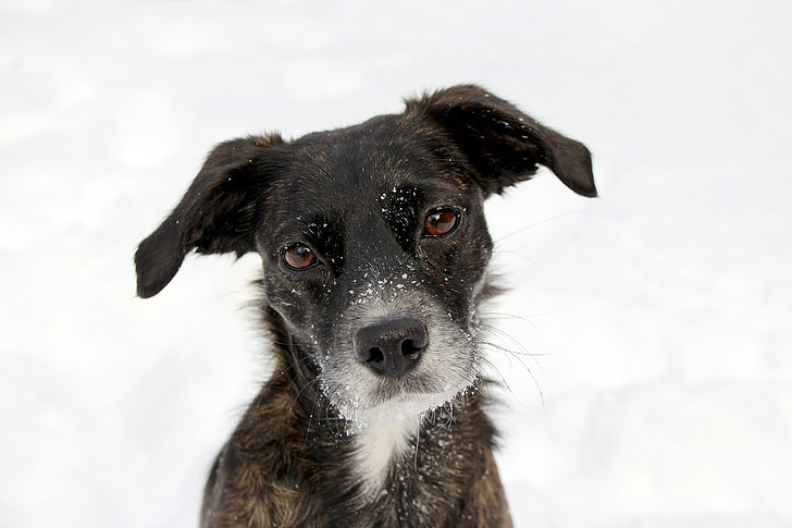 dog, portrait, black, snow, face, cute, funny
