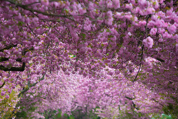 Třešňové květy, růžová, fialová, jaro, květ, Bloom