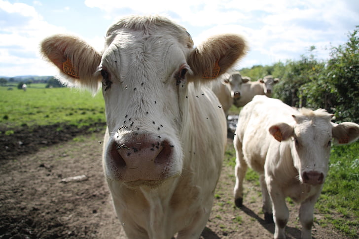 cows, animals, mammal