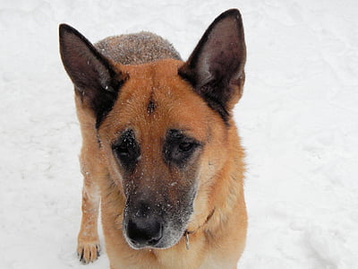 german shepherd, canine, dog, pet, german police dog, nature, outside