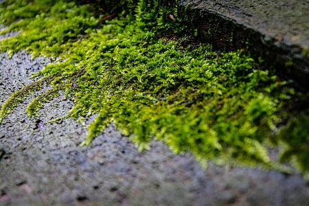 moss, nature, forest, wood, structure