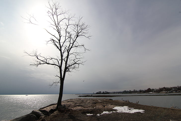 albero solitario, Veduta invernale, inverno, Cove isola, Connecticut, Long island sound, rocce