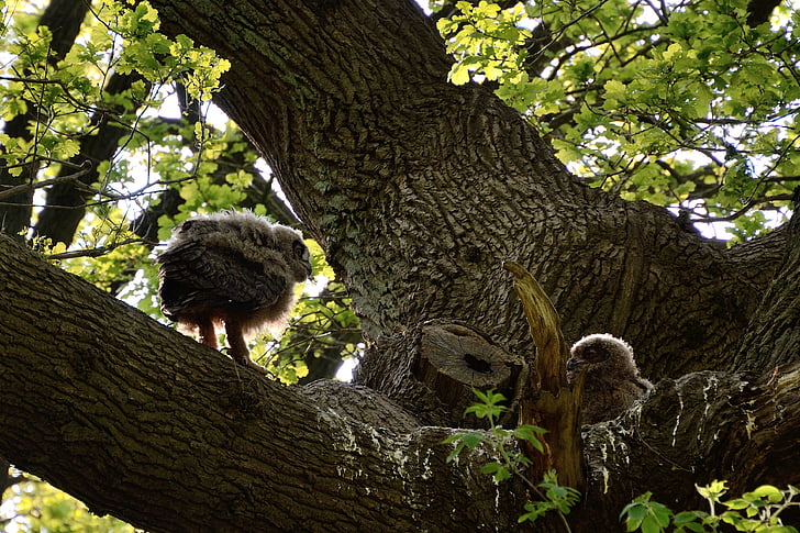 Eagle owl, mladý pták, duvenstedter potok