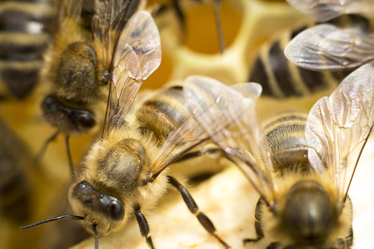 Bee, UL, honing, insect, bijen, verdeling effecten, stuifmeel