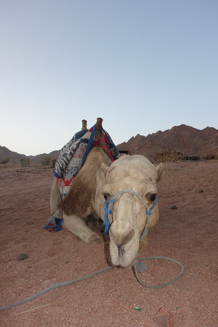 Camel, Egypte, woestijn