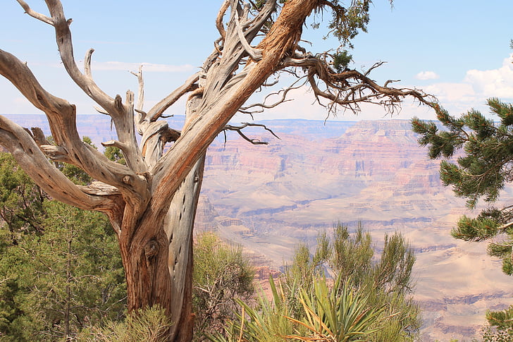 голям каньон, дърво, пустиня
