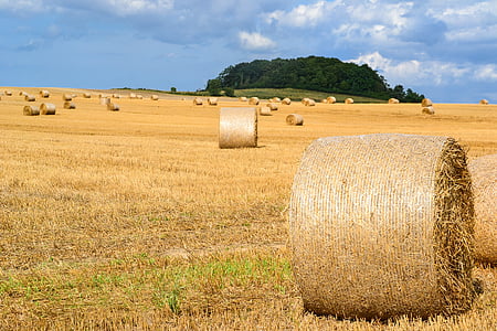 hay bales, hay, straw bales, straw, harvest, round bales, agriculture