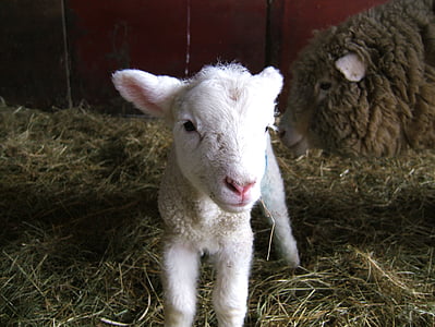 lamb, sheep, farm, spring, livestock, woolly, animal