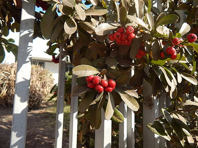 puerta, bayas, frutos rojos, plantas, fruta, naturaleza, rojo
