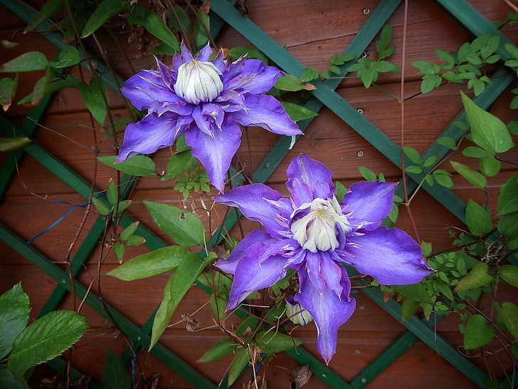 clematis, violet, rank growths, trellis, beautiful, hauswand, blossom