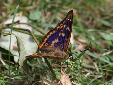 Purpurowy cesarz, Motyl, małopolskie purpurowy cesarz, Latem, ogród, owad, rzadko
