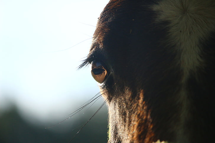 häst, Horse eye, föl, brun, hästhuvud, öga, renrasig arabian