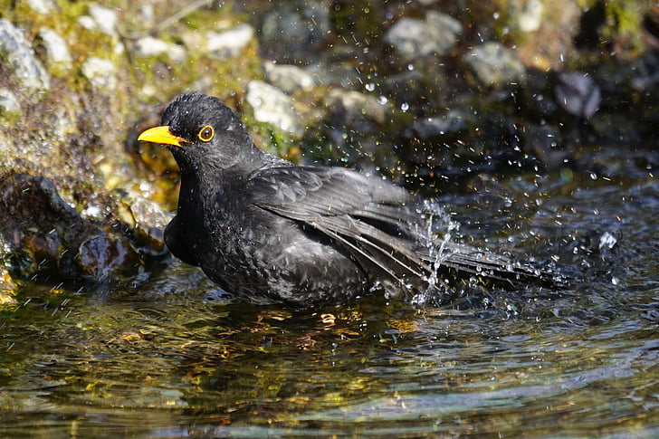 Merlo, true, uccello del passero, Songbird, uomo, fotografia naturalistica, piumaggio nero