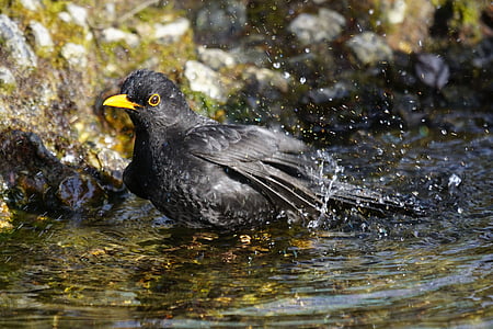 blackbird, true, sparrow bird, songbird, male, wildlife photography, black plumage