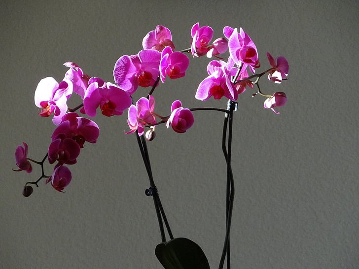 орхидеи, лилаво, цветя