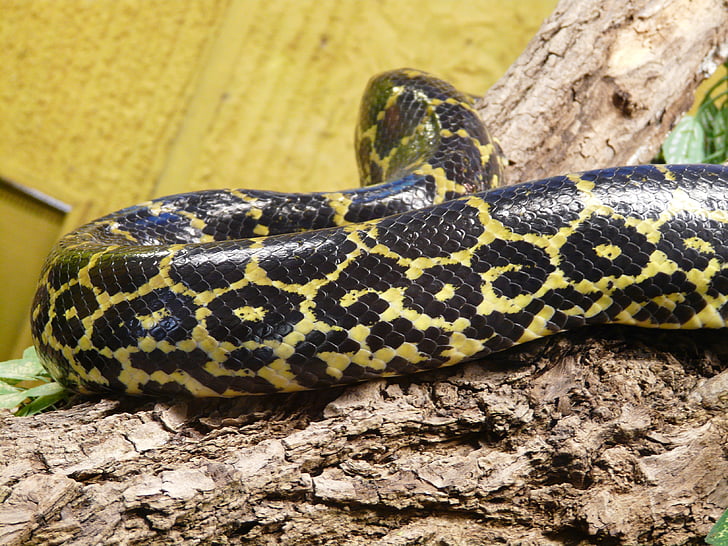 tigerpython escuro, cobra, Python molurus bivittatus, padrão, pele, constrictor, birmanês python