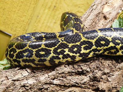 donkere tigerpython, slang, Python molurus bivittatus, patroon, huid, constrictor, Birmese python