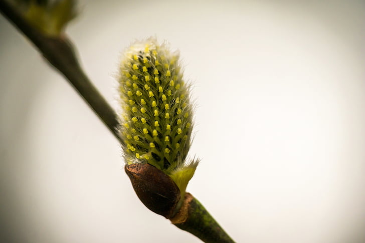 kitten, pussy willow, pasture, fluff, spring, bud, fluffy