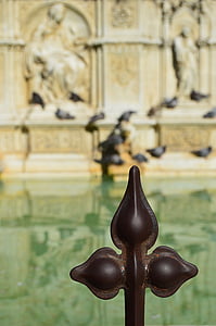 pigeons, fountain, history, the fountain of gaia, siena, italy