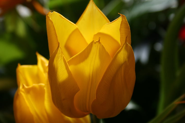 Tulpe, Blume, gelb, Schatten