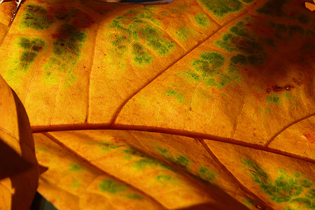 Leaf, motljus, ljus, struktur, vener, färg, röd