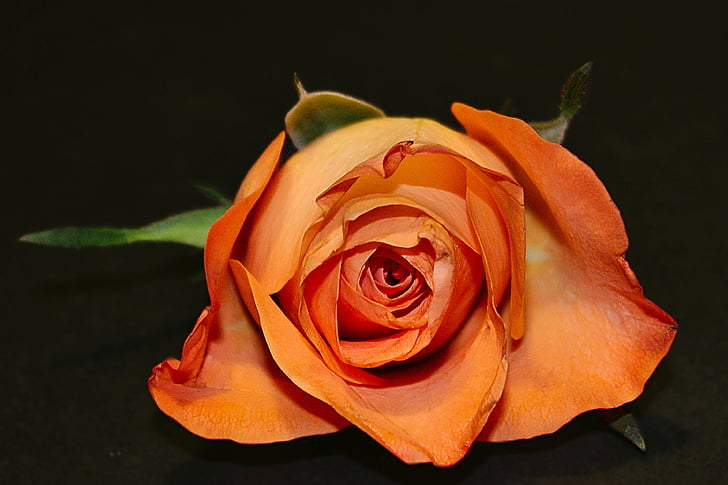 rosa, Blossom, Bloom, arancio, Fioriture Rose