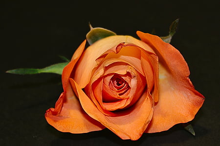 Hoa hồng, Blossom, nở hoa, màu da cam, Hoa hồng nở