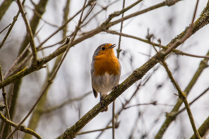 robin, rotbrüstchen, bird, small bird, feather, orange, sitting
