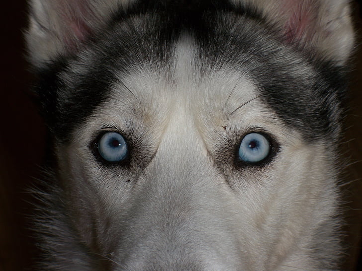øyne, blå, Sibirsk husky, Lukk