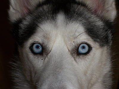 ochii, albastru, Siberian husky, închide