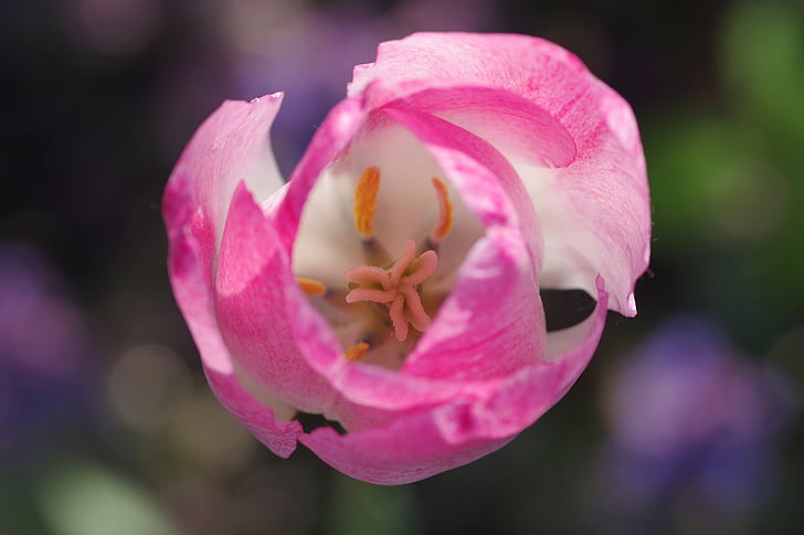 Tulipa, Copa, o interior do, Branco, estames, jardim, closeup